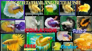 Imported Betta fish  Betta fish price  Betta Fish Farm amp Breeding  All India delivery possible [upl. by Vala187]