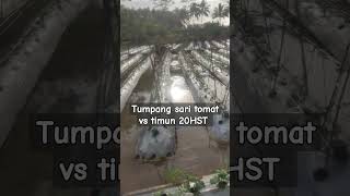 Tumpang sari tomat vs timun shortsvideo shorts [upl. by Fezoj264]