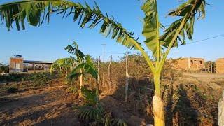 Quintal agroflorestal novo plantio consorciado [upl. by Anastasius]