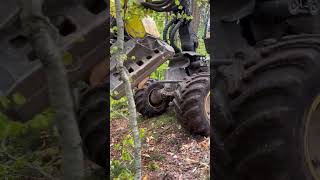 John Deere harvester cut tree harvester johndeere viral automobile forest motivation cute [upl. by Watts]