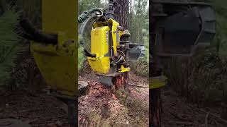 Procesadora 1270 g madera forest woodworking harvest forester harvesting forestry harvester [upl. by Lazes459]