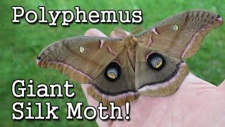 The Giant Silk Moth Polythemus [upl. by Edea]