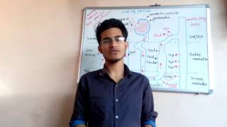 Mechanism of concentration of filtrate counter current mechanism for all biology exams [upl. by Noiroc]