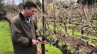 How to Prune a Grape Vine [upl. by Obmar]