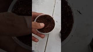 How to grow tamato plants  Tamato seed ko kese ugaye  tamato ke plants kese lagaye  🌺🏵 [upl. by Zhang]