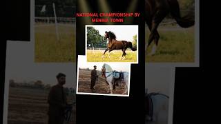 NATIONAL CHAMPIONSHIP BY MEHRIA TOWN horse horseriding horselover arabianhorse racehorse [upl. by Roberson]