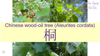 quotCHINESE WOODOIL TREE ALEURITES CORDATAquot in Cantonese 桐  Flashcard [upl. by Iddet]