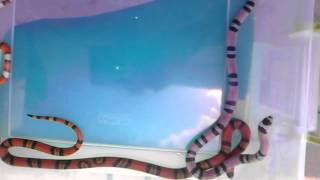 my 3 different Honduran milk snake morphs [upl. by Atiluap]