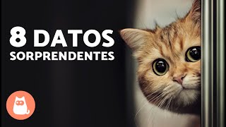 8 DATOS SORPRENDENTES sobre los GATOS MACHO 🐱♂️ [upl. by Ayet138]