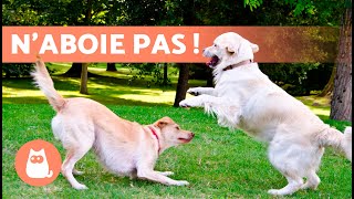 COMMENT ARRÊTER les ABOIEMENTS de mon CHIEN 🐶🔊 SOLUTIONS EFFICACES ✅ [upl. by Yelha557]