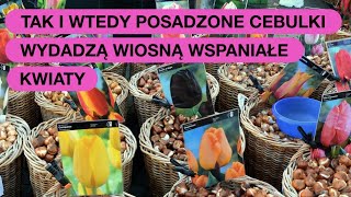 Tych Błędów Unikaj W Sadzeniu Cebulek Kwiatów [upl. by Nishi]