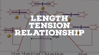 length tension relationship of a muscle [upl. by Felicle]