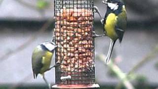 Blue Tit and Great Tit  showing size difference  Nut feeder in my garden UK [upl. by Schaffel]