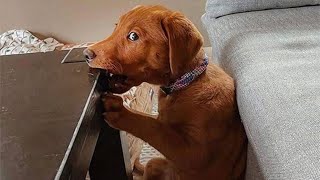 50 Funny Animal Videos To Crack You Up All Long Day [upl. by Ahael]