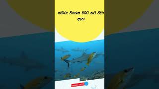 ඔබ දන්නවා ද  sinhalafacts facts [upl. by Schwinn]