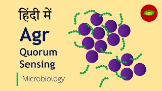 Autoinducing Peptides AIP in Staphylococcus Quorum Sensing in Hindi [upl. by Bravin]