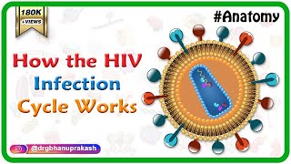 How the HIV Infection Cycle Works  Animated microbiology [upl. by Nylirak]