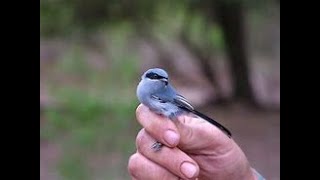 Many Masked Gnatcatcher Birds 025 oz LISTEN Sounds WATCH For Chickadee Locus amp Blue Jay Cricket [upl. by Trebor]