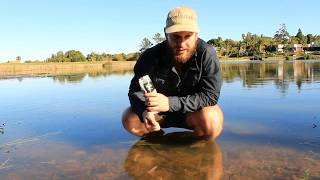 Carp Fishing in South Africa Novateur Bleeding Pellets amp Feed Underwater [upl. by Fonseca]