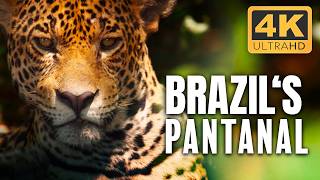 Pantanal South Americas Nature at Its Wildest  4K UHD Documentary [upl. by Ycnaffit583]