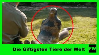 Die Giftigsten Tiere der Welt  Faszination Wissen [upl. by Gati952]