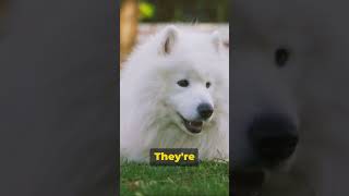 🐾 Meet the American Eskimo A Breed Worth Knowing [upl. by Kired]