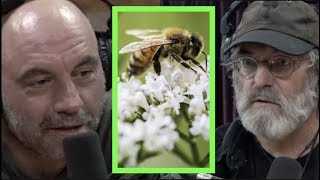 How Mushrooms May Help Save the Bees wPaul Stamets  Joe Rogan [upl. by Dagny]