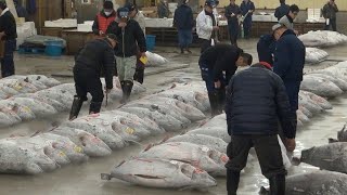 Tsukiji Fish Market Guide Tuna Auction and Breakfast Odyssey [upl. by Gosser812]