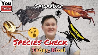 SPECIES CHECK Mga Gagamba at Insekto sa Tanay Rizal SpiderHunt [upl. by Edrock]