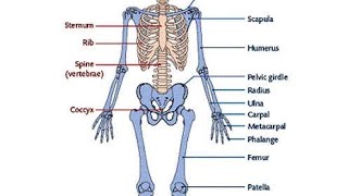 SKELETON  MOVEMENT AND LOCOMOTIONmyclassroomwithPremaMaam [upl. by Nus]