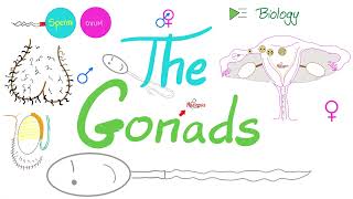 The Gonads Ovaries and Testes  Endocrine System  Biology Lecture Series [upl. by Latsyrd599]