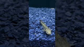 Our cute little baby monster endlicheri senegal bichir endlicheri bichirfish bichir [upl. by Niraj331]