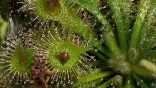 TIMELAPSE Drosera Aliciae [upl. by Lairret219]