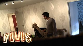 I kveld med Ylvis  David gir bort en stor puddel Åke [upl. by Eelsha463]