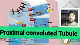 Proximal convoluted Tubule in hindi [upl. by Latihs]