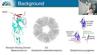 Conjugation of SARSCoV2 Receptor Binding Domain to E2 Nanoparticle for Vaccine Development [upl. by Aleibarg]