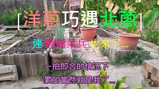 洋蔥巧遇北蔥01 洋蔥對北蔥說 方便讓個位嗎 你應該找個地方另外發展會比較好北蔥說 如果想升為三星上將蔥 的確得找個地方沉潛修行一下 [upl. by Mcfadden]