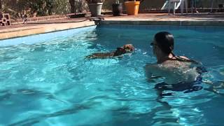 French Bulldog LOVES the swimming pool [upl. by Argyres]