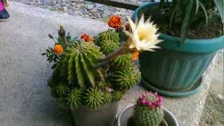 Pink Easter Lily Cactus Echinocereus eyriesii blooming timelapse [upl. by Nayk]