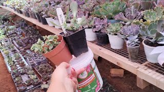 SEGREDOS dos CAULES produtivos aprenda hoje mesmo succulents [upl. by Ahsimek]