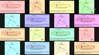 LYCÉE VIRTUEL DES SVT PHÉNOMÈNES ÉLECTRIQUES LIÉS À LINFLUX NERVEUX  2 AFRIQUE DE LOUESTWOLOF [upl. by Corb]