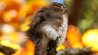 Pygmy Owl in Slovenia [upl. by Pasco]