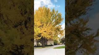 668 Ginkgo Biloba in Fall  University Campus  Subscribe usamusicgingoogindialove 🇺🇸 [upl. by Bay]