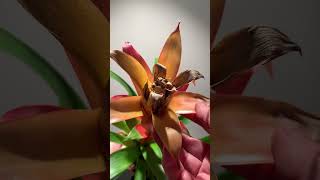 You haven’t killed your Bromeliad plants plantcare houseplants bromeliads [upl. by Acnaib]