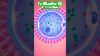 Labor and Delivery  3D Animation 12 [upl. by Barabbas606]