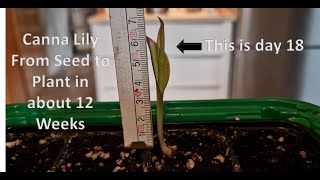 Propagating Canna Lilies from seed to plant in 12 or so weeks [upl. by Lorenzana773]