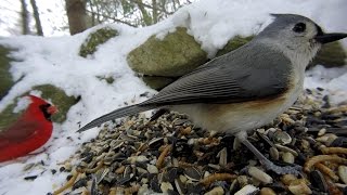 BIRDSTufted Titmouse steals the spotlightagain [upl. by Noxas821]