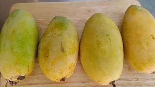 Dasheri is one variety of Productive Mango Picking Organic Dasheri Mango in farm [upl. by Hsemar]