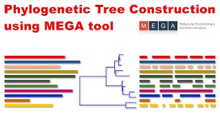 Phylogenetic Tree Construction using MEGA tool [upl. by January988]