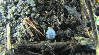 Identify Yourself Cool Facts About Woodlice [upl. by Ahsieyk775]